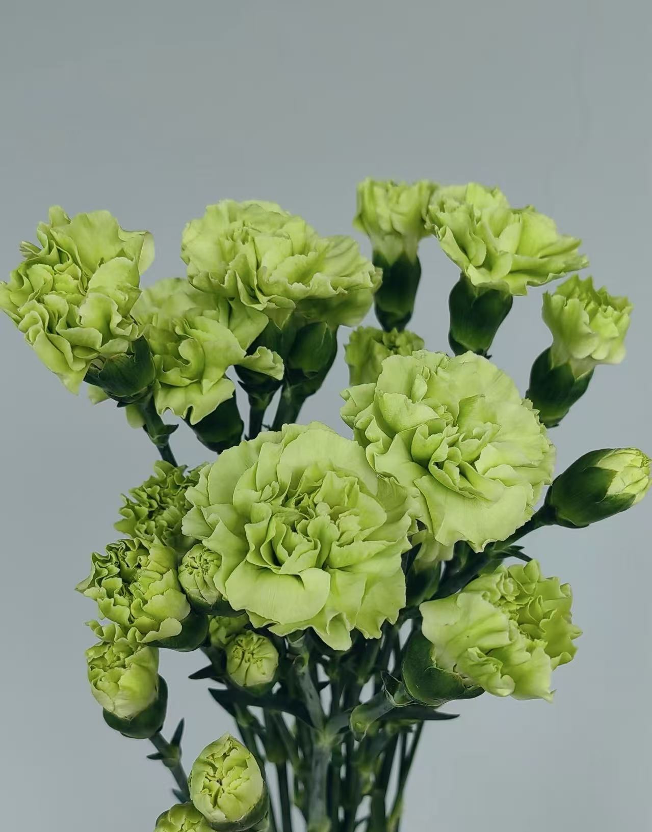 Single-headed Carnation with Green