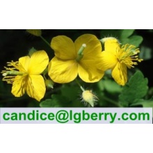 Gmp factory supplier of Celandine Extract Chelidonine