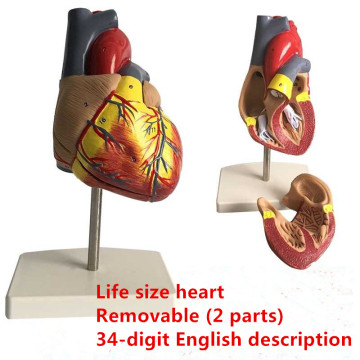 Removable human heart anatomical Anatomy model human heart organs toy medical science aids Teaching Resources