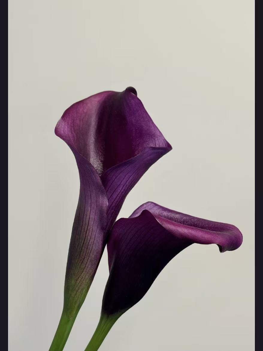 Dark purple calla lily1