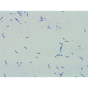 300B CFU/g Probiotics Powder Lactobacillus Acidophilus