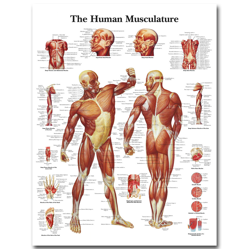 Human Anatomy Muscles System Art Silk Poster Print 24x32 32x43 inch Body Map Wall Pictures for Medical Education Home Decor 025