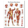 Human Anatomy Muscles System Art Silk Poster Print 24x32 32x43 inch Body Map Wall Pictures for Medical Education Home Decor 025