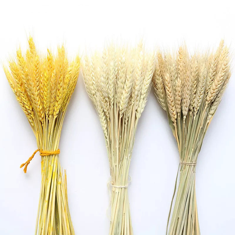 Dried Wheat Ear Bunches Flower Bouquets Natural Raw Color DIY Wedding Party Home Decoration