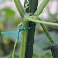 100pcs Green Gardening Vine Climbing Plants Cable Tie Lines Plant Brackets Parts Bonsai Flower Cucumber Grape Rattan Supports