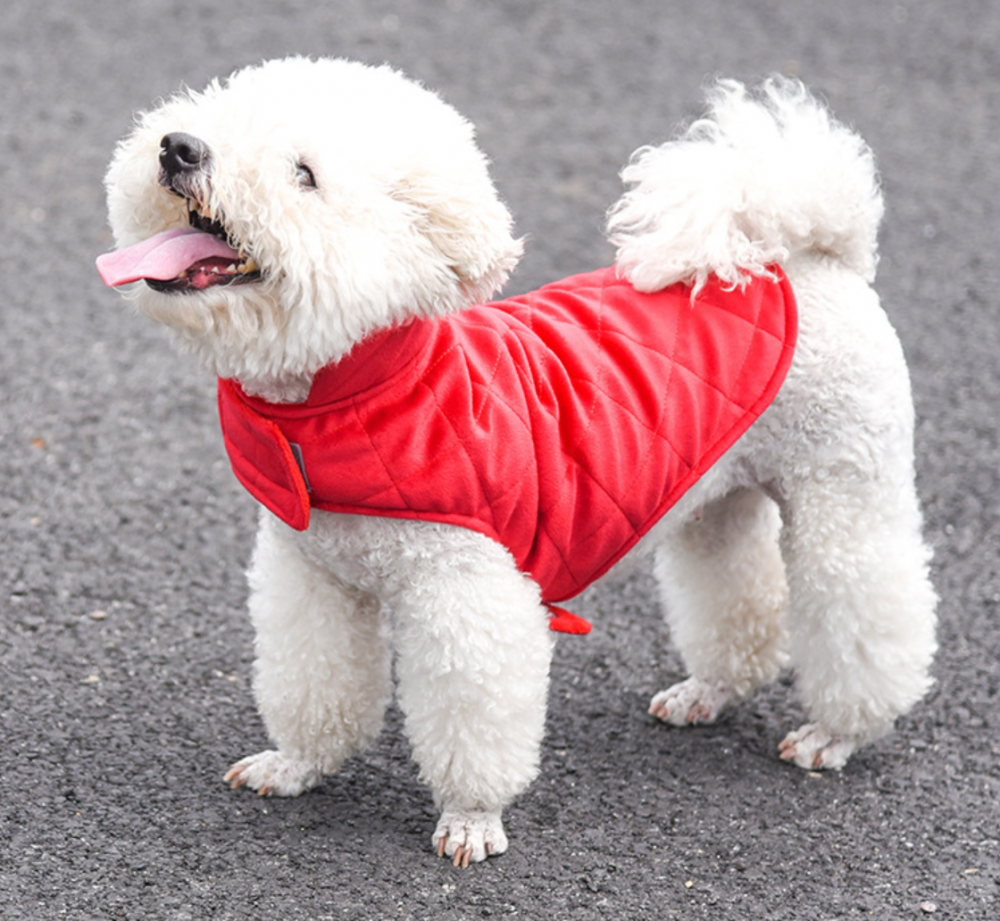 Dog Jacket Amazon