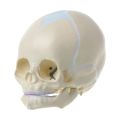 1: 1 Human Fetal Baby Infant Skull Anatomical Skeleton Model Teaching Supplies for medical Science X3UE