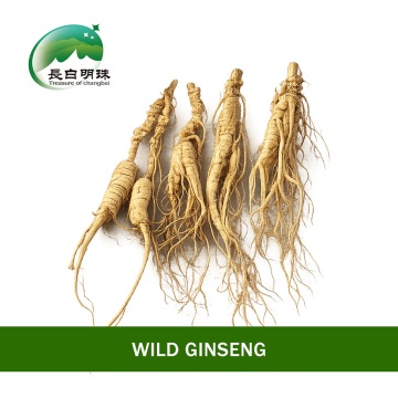 High Nutrition Healthy Ginseng