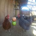 Stainless Steel Bird Chicken Veggies Skewer Food Fruit Holder for Hens Hanging Vegetable Feeder Foraging Toy