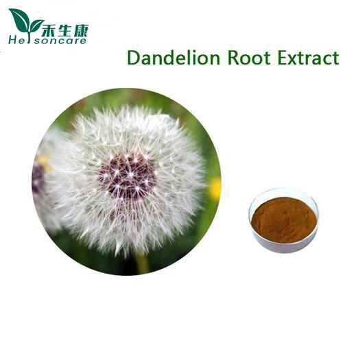 HERSONCARE Natural Dandelion Extract Powder - Premium Quality