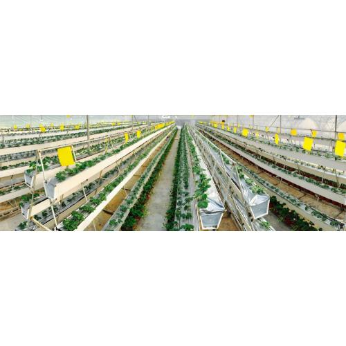 Commercial Strawberry Gully Hydroponics Channel Manufacturers and Commercial Strawberry Gully Hydroponics Channel Suppliers