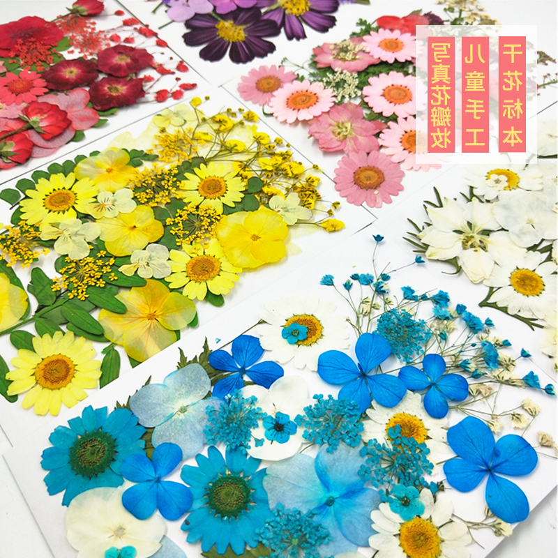 Pressed Flowers small Dried Flowers Scrapbooking dry DIY Preserved Flower Decoration Home Mini bloemen flores secas