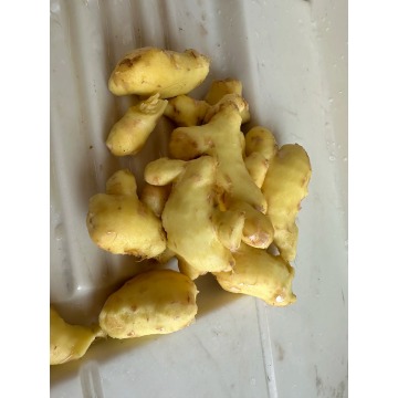 Certified Safe Large Yellow Ginger