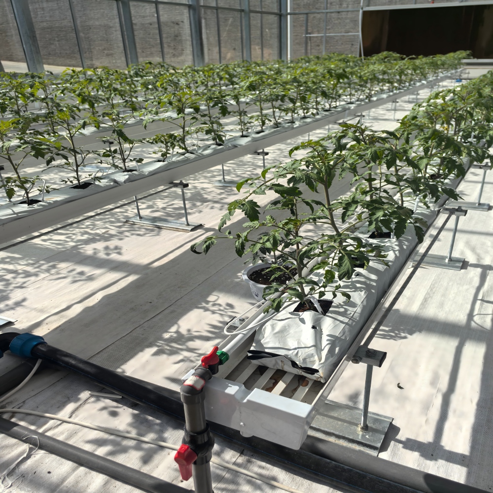 Glass Greenhouse-4