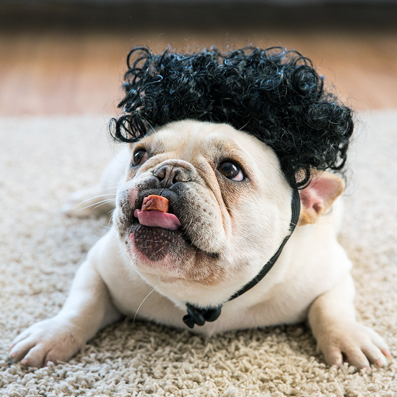Cute Pet Cosplay Mane Wig Dog Transfiguration Costume Fun Hair Cap Cat Puppy Dog Party Decoration Ear Pet Apparel Accessories