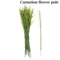 Carnation flower pol