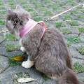 Pet Cat Harness Leash Set Outdoor Kitten Breathable Walking Collar Strap Pet Accessories XHC88