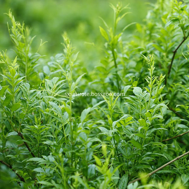 Vine Tea Powder Vine Tea Powder
