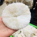 10cm natural mineral white mushroom landscape layout, with natural embellishment sea home wedding decoration