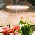 Professional Lighting Factory Waterproof 100w Led Grow Light