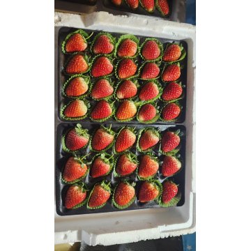 Premium Yunnan Feesh Strawberry xiguo YN Fresh Harvest