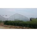 Tunnel Plastic Film Greenhouse with good