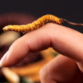 5 pieces of pure natural Cordyceps sinensis from Tibet, China, free shipping