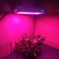 WENYI 1000W Double Chips LED Plant Grow Light