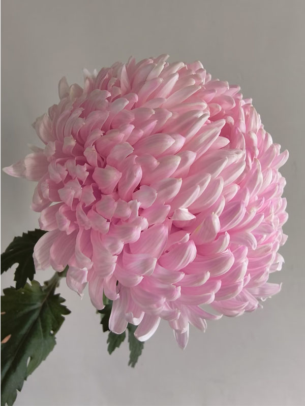 light pink ping-pong chrysanthemum2