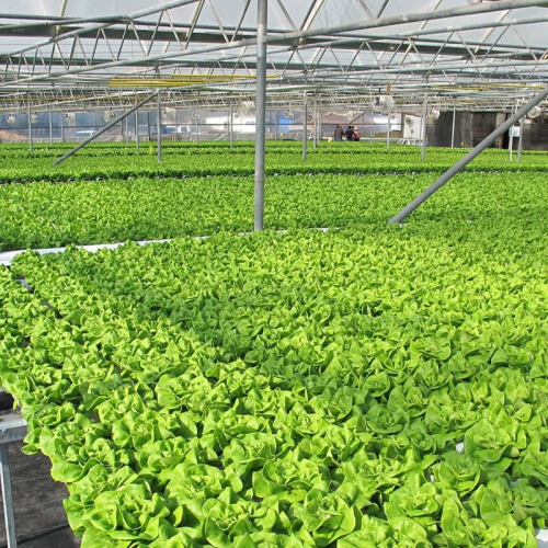 Environmental Nft Hydroponic Pipe For Vegetable Manufacturers and Environmental Nft Hydroponic Pipe For Vegetable Suppliers