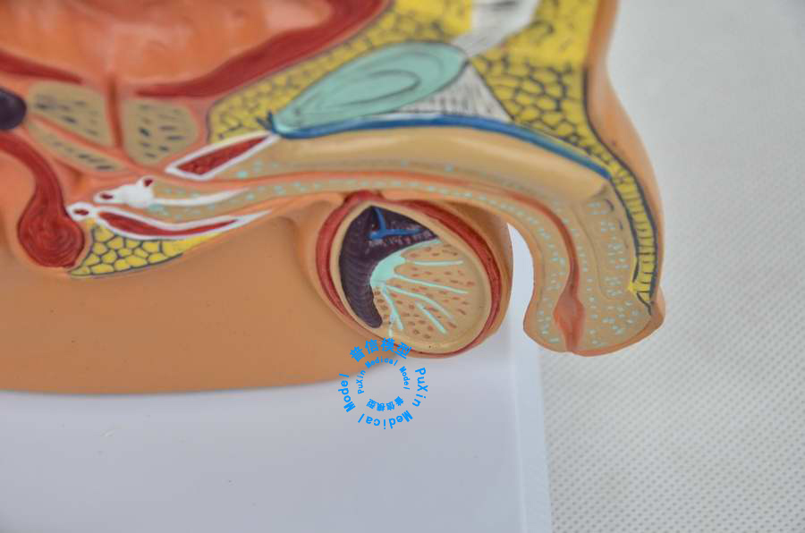 Free shipping&Male pelvic cavity model, male pelvic testis prostate model,for Male hospital