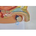 Free shipping&Male pelvic cavity model, male pelvic testis prostate model,for Male hospital