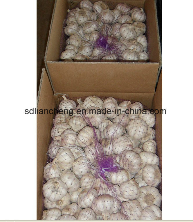 Fresh Garlic & Garlic Granules Dehydrated Garlic