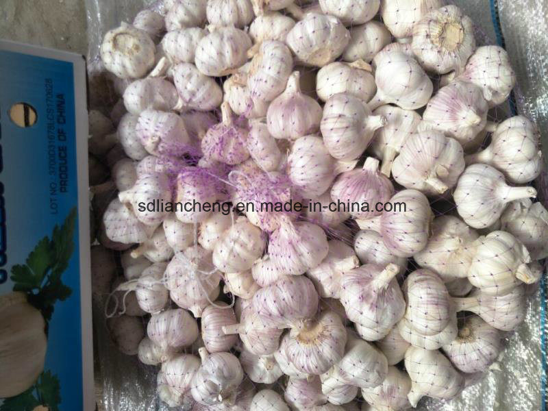 Fresh Garlic & Garlic Granules Dehydrated Garlic