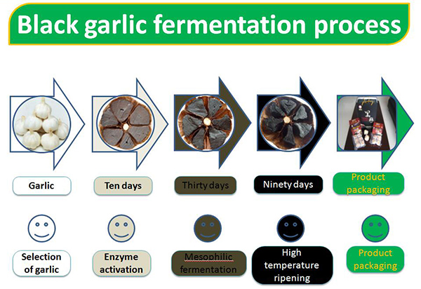 Good Taste Fermented Single Black Garlic (500g/can)