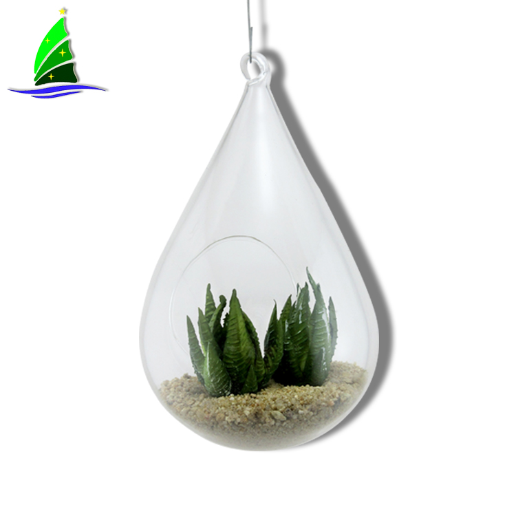Air Plant Flowers Indoor Outdoor Air Plant Flowers Indoor Outdoor