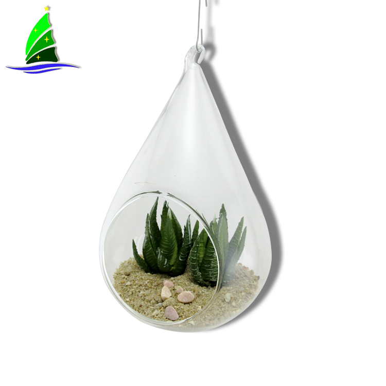 Air Plant Flowers Indoor Outdoor Air Plant Flowers Indoor Outdoor